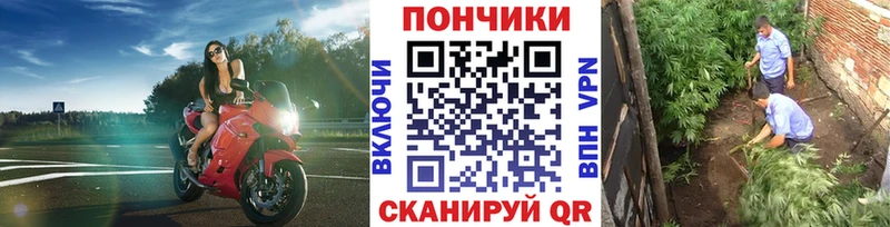 Бошки Шишки OG Kush  где найти   Шуя 